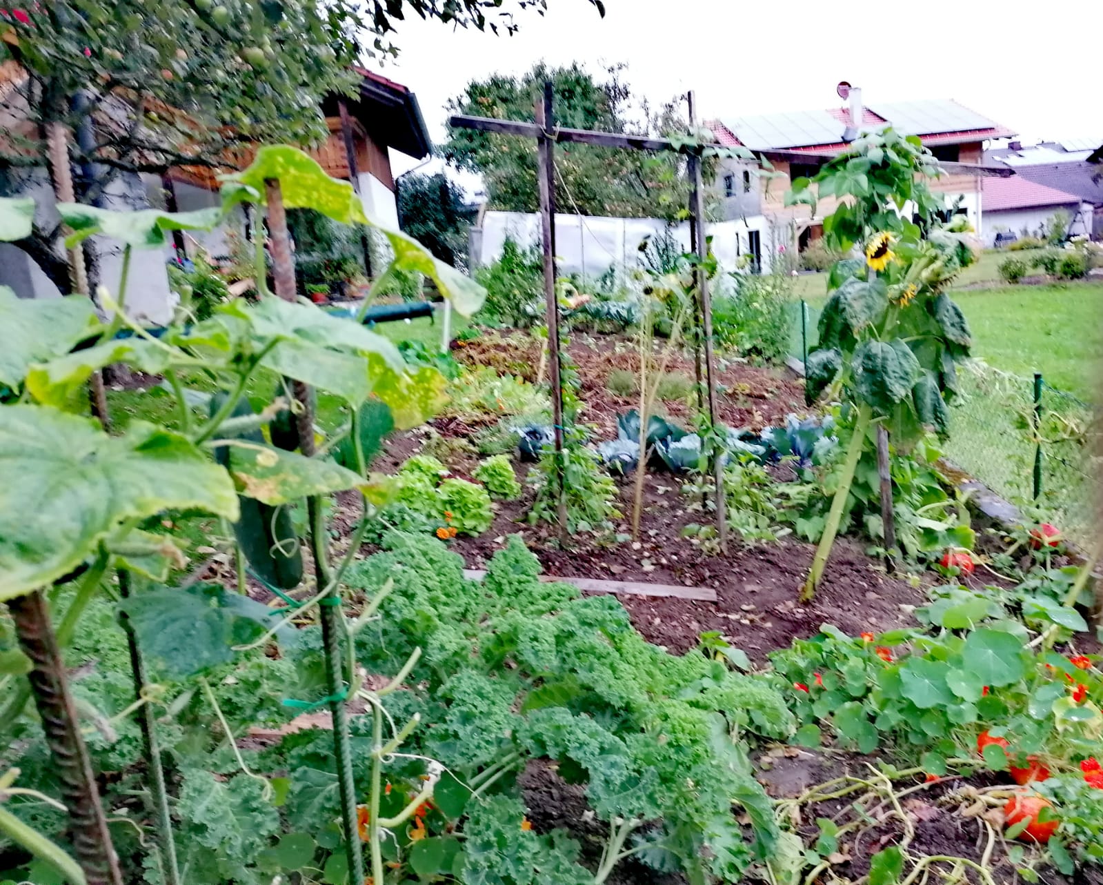 Gartenratsch